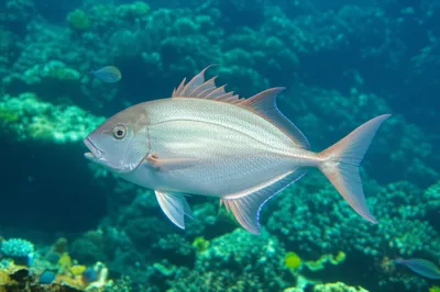 Illustration porgy - Image 1