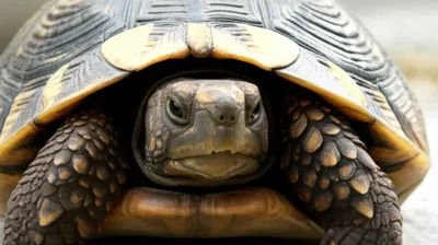 Illustration retract - Image 1