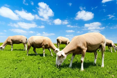 Illustration pasturing - Image 1