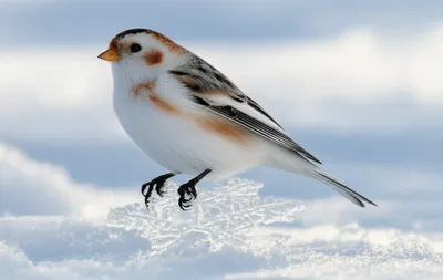 Illustration snowflakes - Image 1