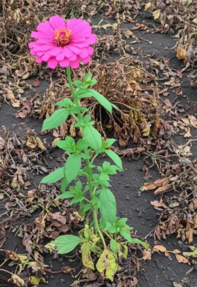 Illustration blighted - Image 1