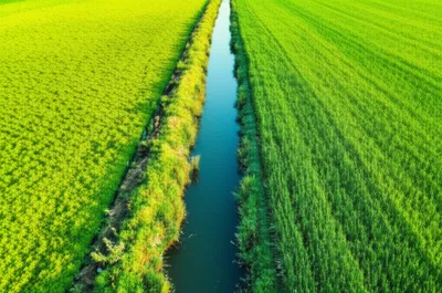 Illustration grafts - Image 1