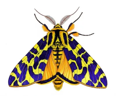 Illustration tiger - Image 1