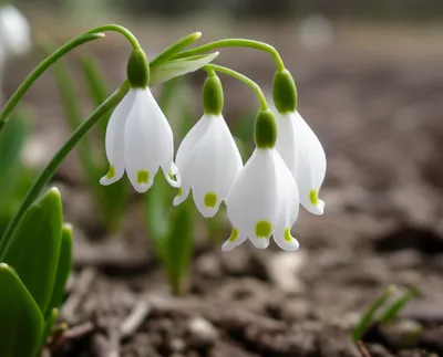 Illustration snowdrops