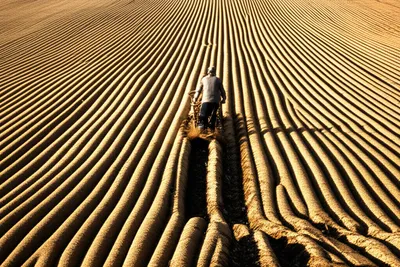 Illustration rove - Image 1