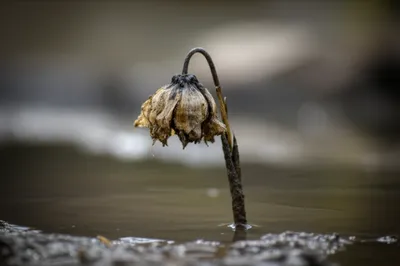 Illustration sluggish - Image 1