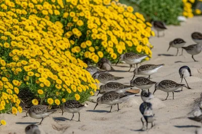 Illustration oxeyes - Image 1