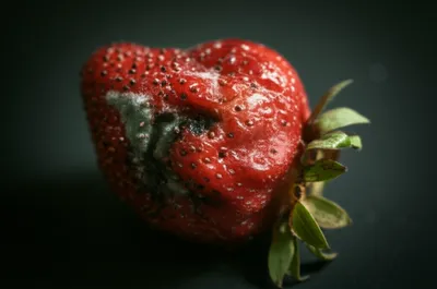 Illustration overripe