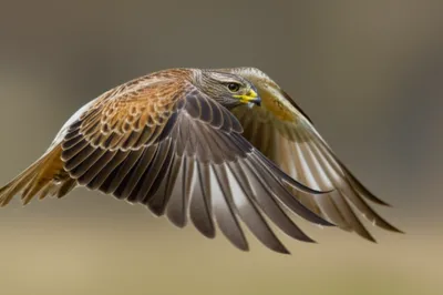 Illustration plica - Image 1