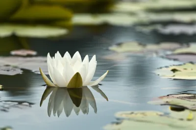 Illustration chastened - Image 1