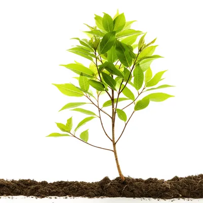 Illustration appease - Image 1