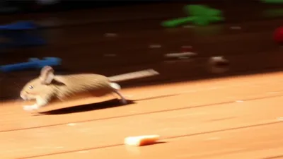 Illustration scurry - Image 1