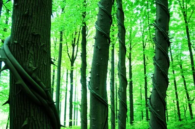 Illustration bleeding - Image 1