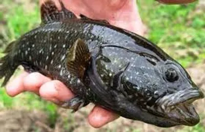 Illustration sleeper - Image 2