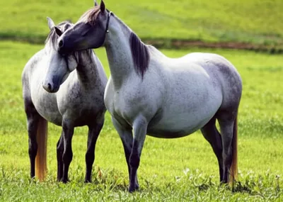 Illustration stints - Image 1