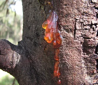 Illustration gum - Image 2