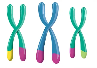 Illustration genetics