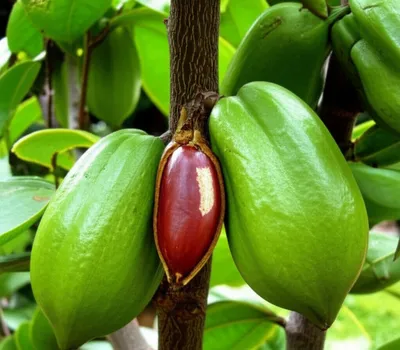 Illustration kolas - Image 1