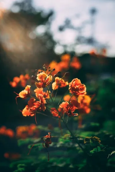 Illustration poinciana - Image 2