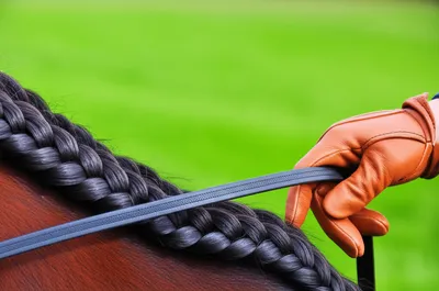 Illustration equestrian - Image 1