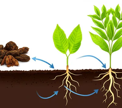 Illustration manure - Image 1