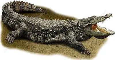 Illustration mugger - Image 2