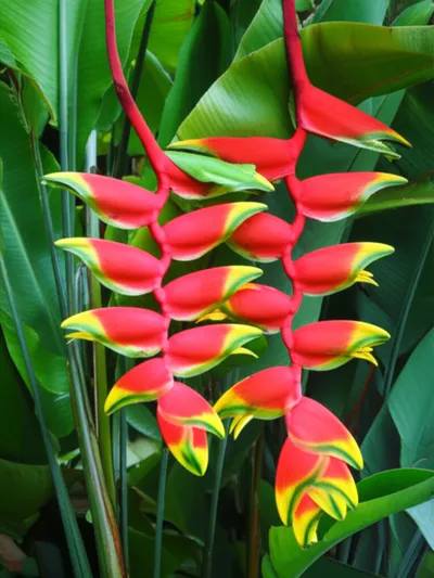 Illustration heliconias