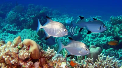 Illustration drummer - Image 1