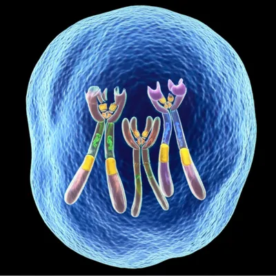 Illustration triploid