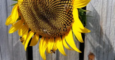 Illustration drawl - Image 1