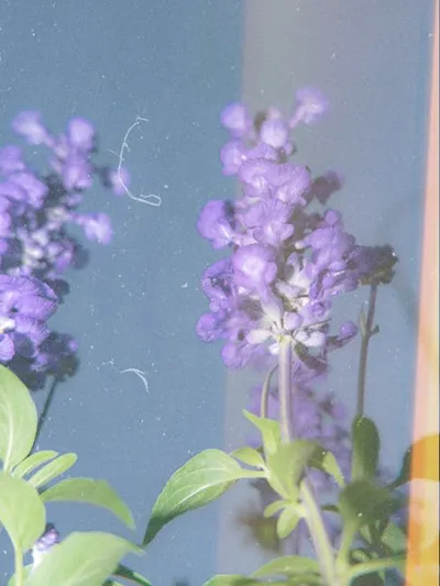 Illustration salvia - Image 2