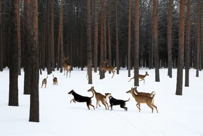 Illustration ruses - Image 1