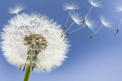 Illustration fluffy - Image 1