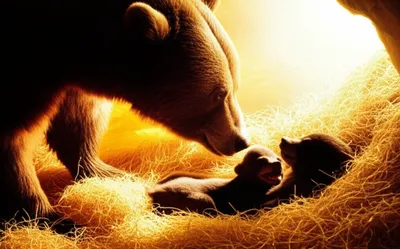 Illustration cubs - Image 1