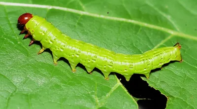 Illustration larva - Image 1