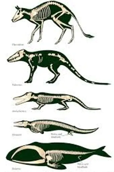 Illustration lineage - Image 3