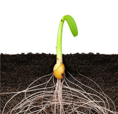 Illustration induction - Image 1