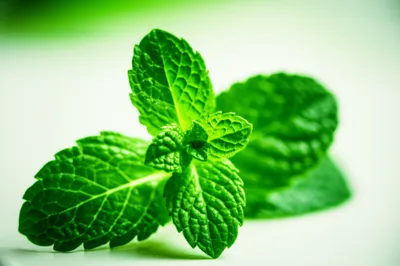 Illustration mint - Image 1