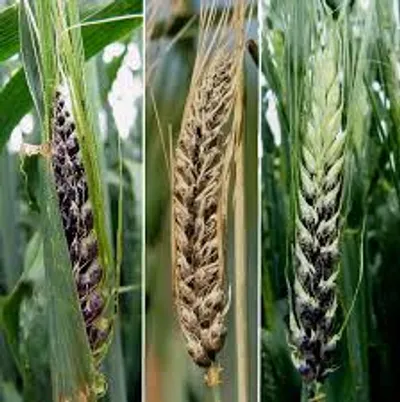 Illustration smut - Image 2