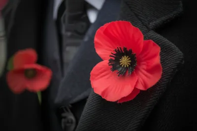 Illustration poppy - Image 1