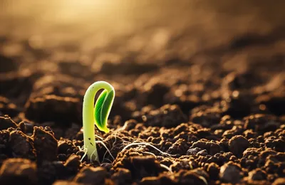 Illustration initiated