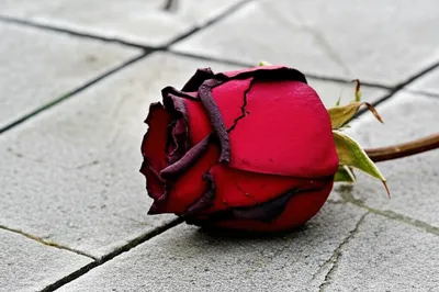 Illustration cuts - Image 1