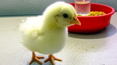 Illustration poussin - Image 1