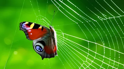 Illustration trapping - Image 1