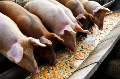 Illustration slop - Image 1