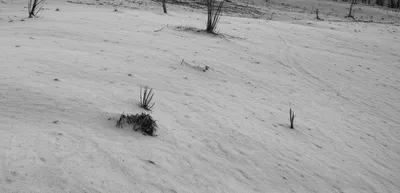 Illustration ashes - Image 1