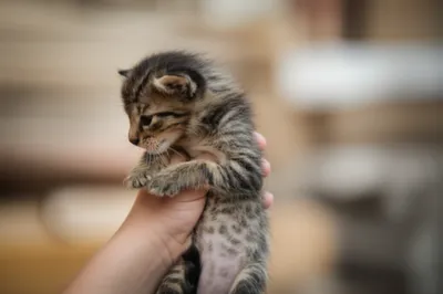 Illustration bony - Image 1