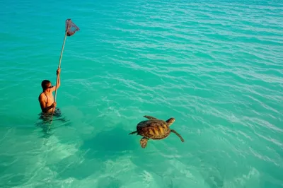 Illustration turtles - Image 1