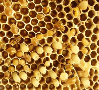 Illustration brood - Image 1