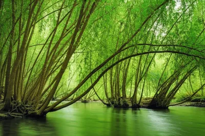 Illustration willows - Image 1